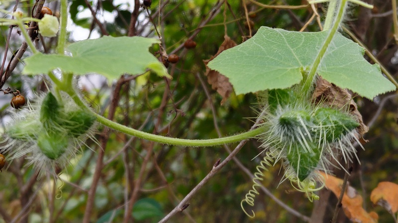アレチウリの果実 横浜市旭区今川町