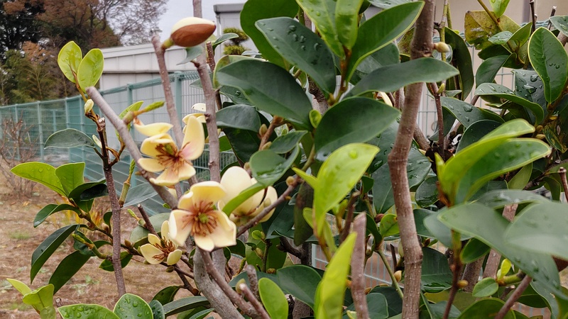 カラタネオガタマの花 横浜市旭区今川町