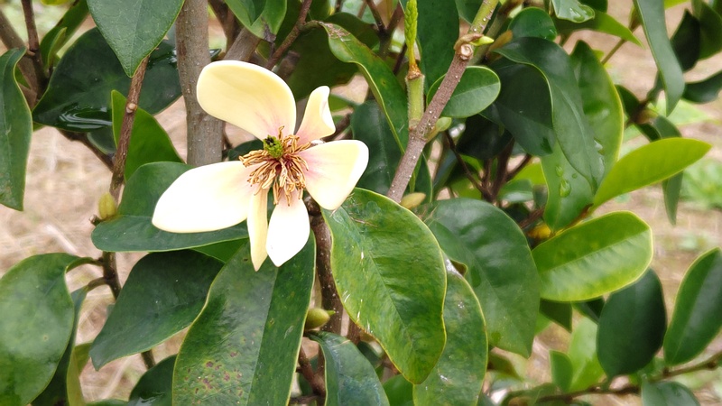 カラタネオガタマの花 横浜市旭区今川町
