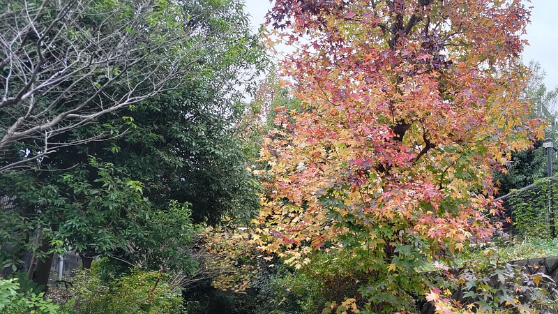 イタヤカエデ 横浜市旭区今宿東町