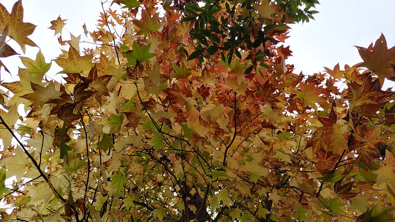 イタヤカエデ 横浜市旭区今宿東町