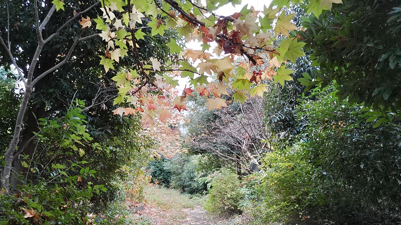 イタヤカエデ 横浜市旭区今宿東町
