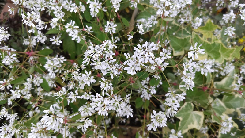 オトギリバニシキソウの花 横浜市旭区今宿南町