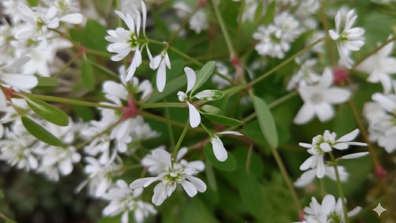 オトギリバニシキソウの花 横浜市旭区今宿南町
