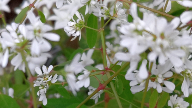 オトギリバニシキソウの花 横浜市旭区今宿南町