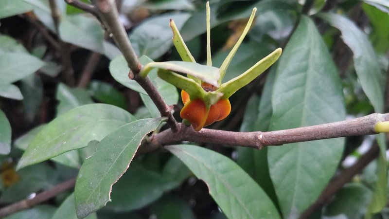 クチナシの果実 横浜市旭区今宿南町
