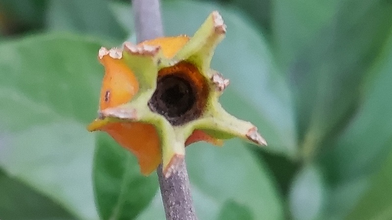 クチナシの果実 横浜市旭区今宿南町