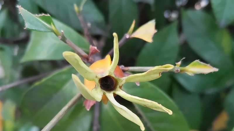 クチナシの果実 横浜市旭区今宿南町