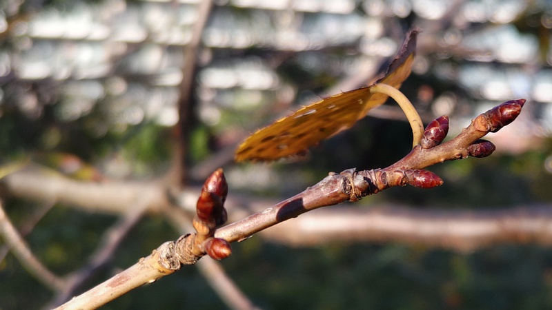 オオシマザクラの冬芽 川崎市幸区さいわいふるさと公園