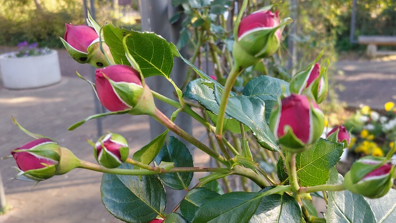 バラの蕾 川崎市幸区さいわいふるさと公園