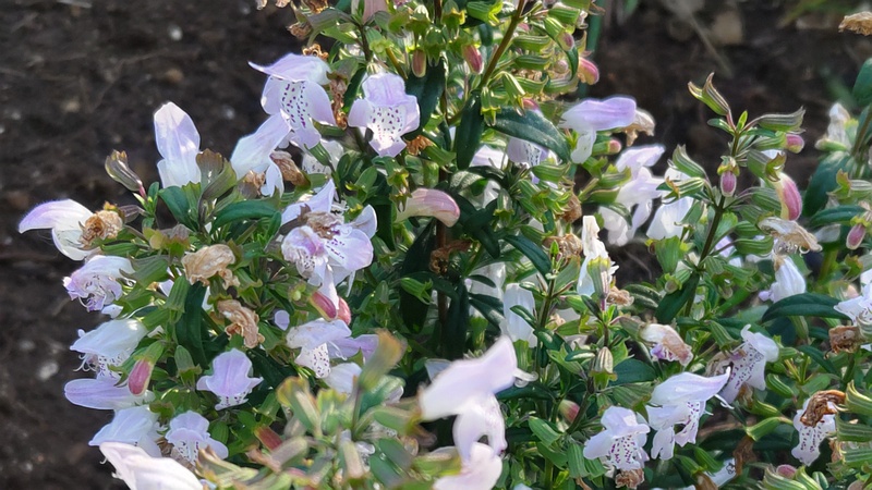 カラミントの花 川崎市幸区さいわいふるさと公園