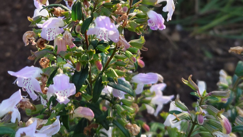 カラミントの花 川崎市幸区さいわいふるさと公園