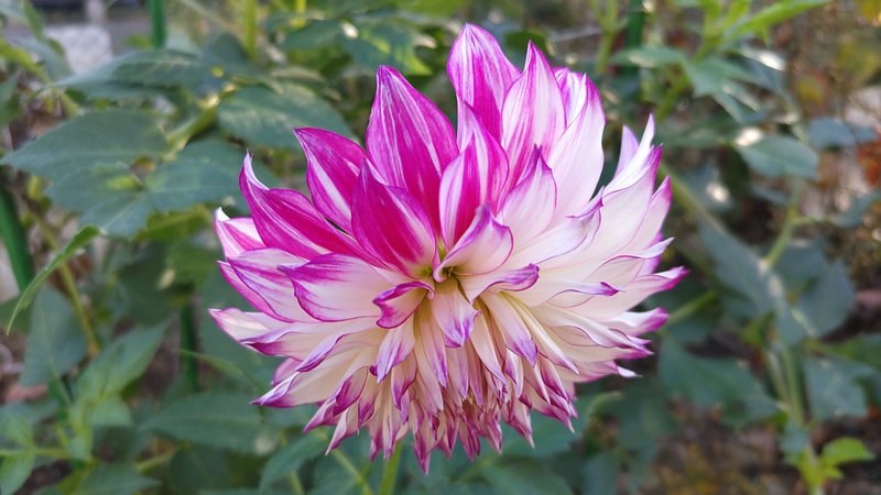 ダリアの花 川崎市幸区さいわいふるさと公園