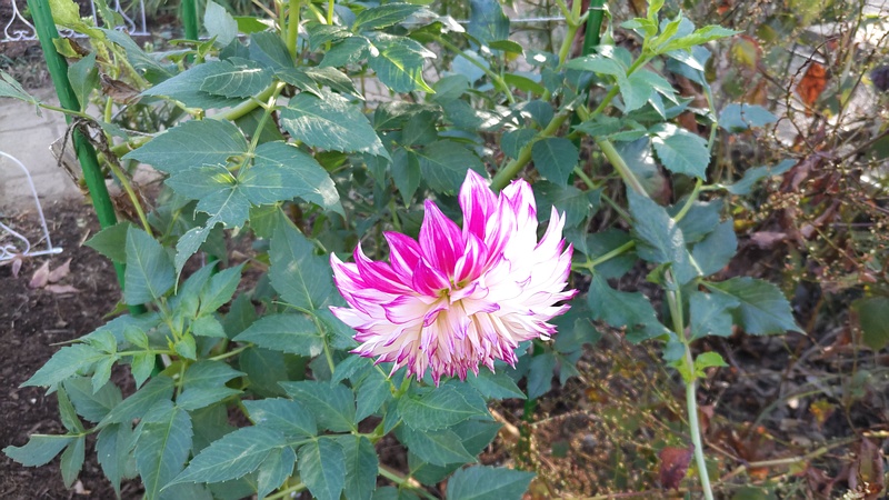 ダリアの花 川崎市幸区さいわいふるさと公園