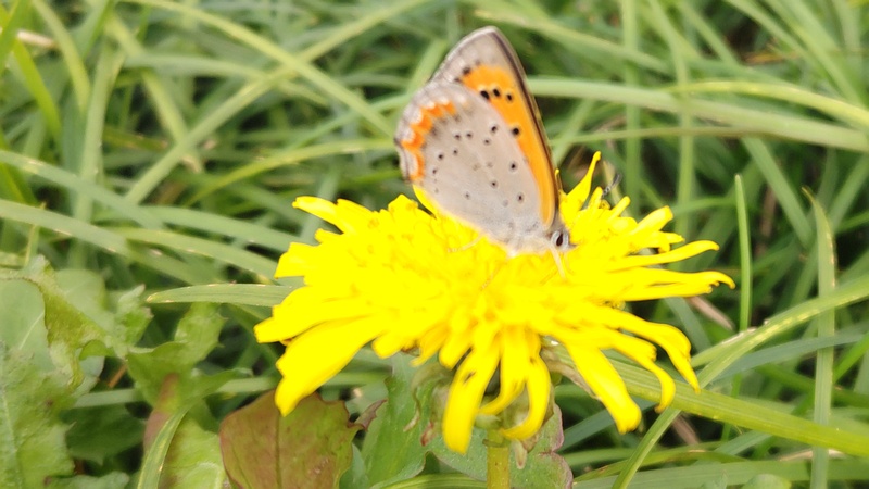 ブタナのベニシジミ 横浜市旭区今宿南町