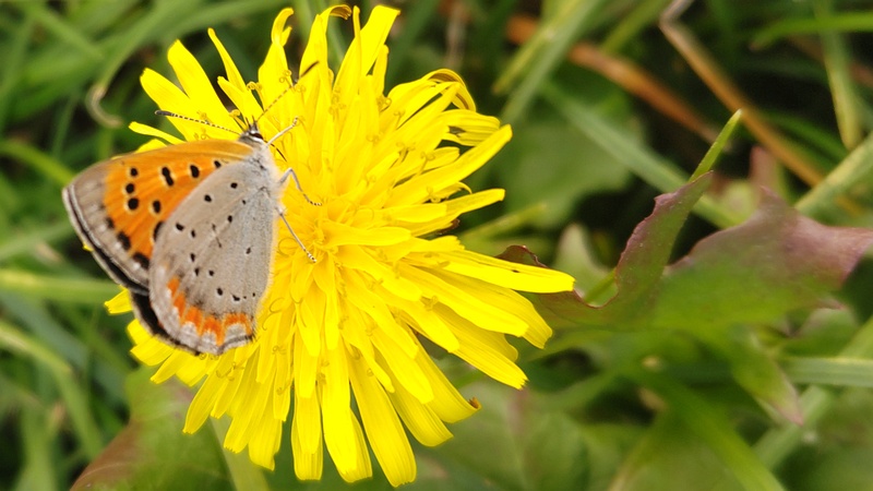 ブタナのベニシジミ 横浜市旭区今宿南町