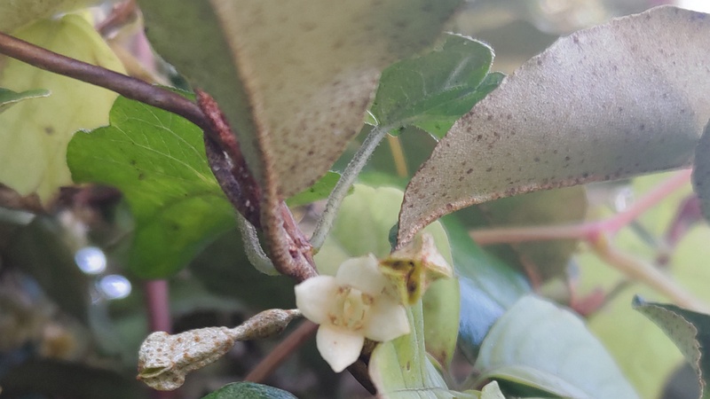オオバグミの花 横浜市旭区今川町今川公園