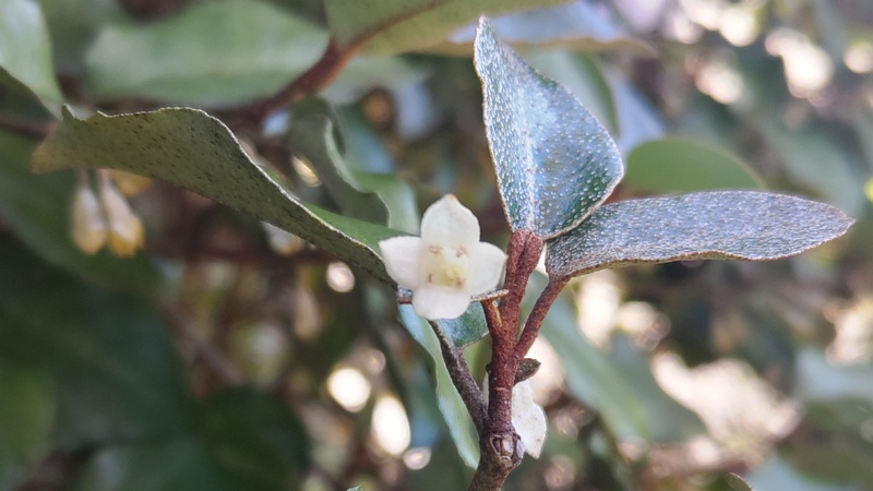 オオバグミの花 横浜市旭区今川町今川公園