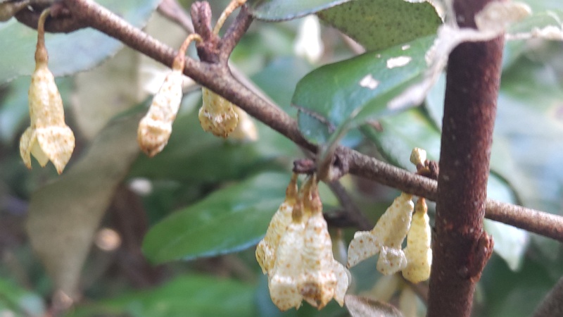 オオバグミの花 横浜市旭区今川町今川公園