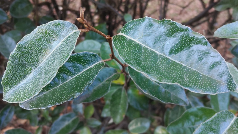 オオバグミの冬芽 横浜市旭区今川町今川公園