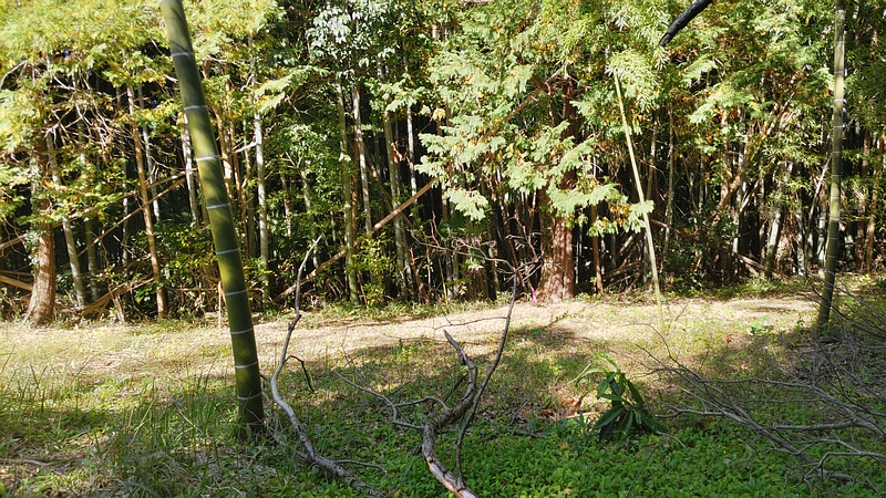 モウソウチク 横浜市旭区今川町今川公園