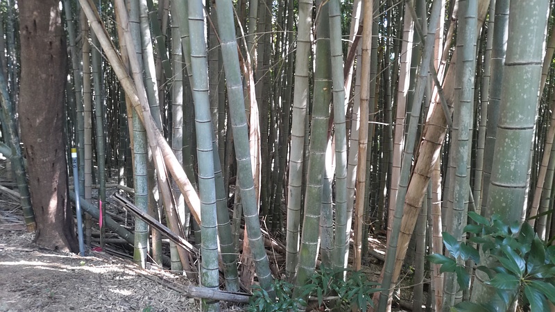 モウソウチク 横浜市旭区今川町今川公園