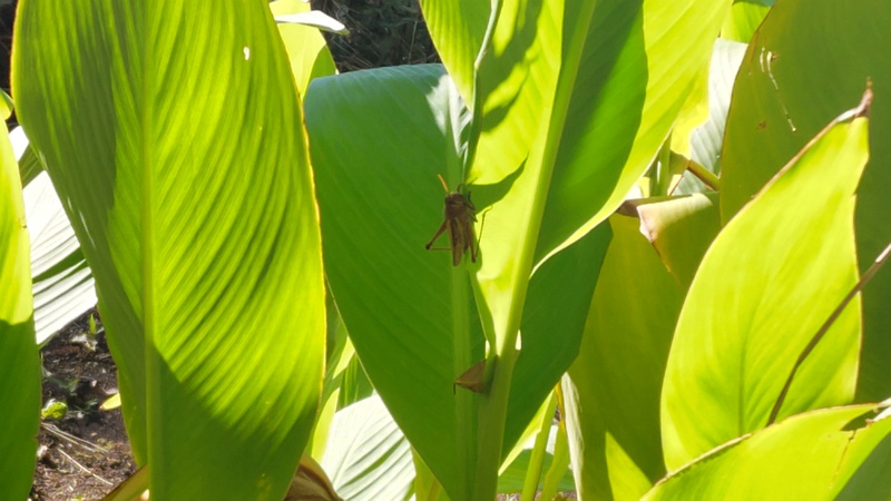 カンナの葉のツチイナゴ 横浜市旭区今川町今川公園