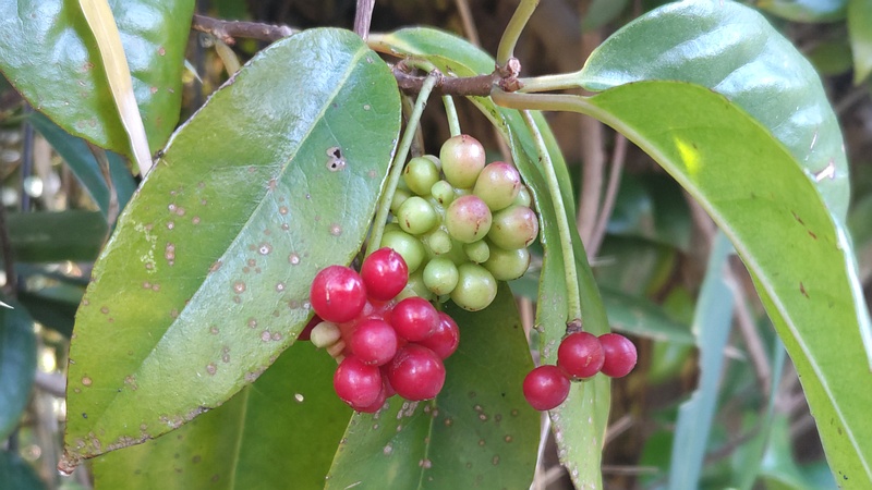サネカズラの果実 横浜市旭区今川町今川公園