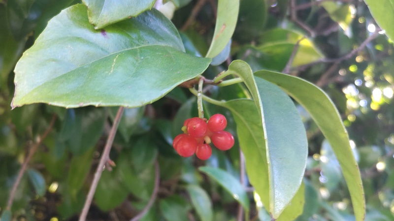 サネカズラの果実 横浜市旭区今川町今川公園