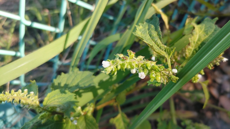 レモンエゴマの花 横浜市旭区今川町今川公園