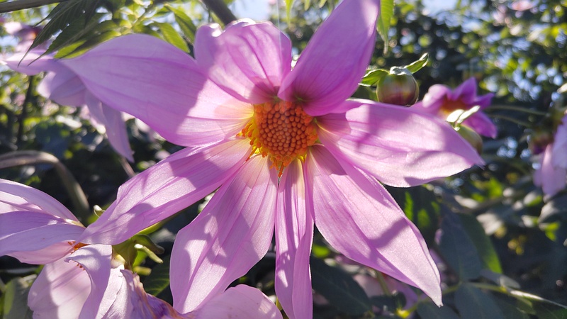 コダチダリアの花 横浜市旭区今川町