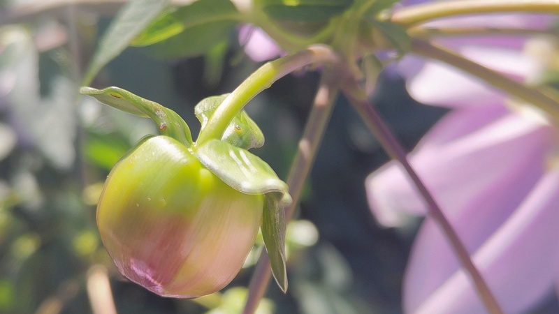 コダチダリアの花 横浜市旭区今川町