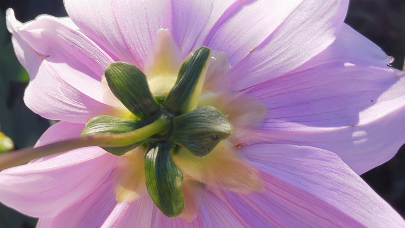 コダチダリアの花 横浜市旭区今川町