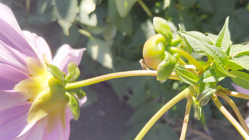 コダチダリアの花 横浜市旭区今川町