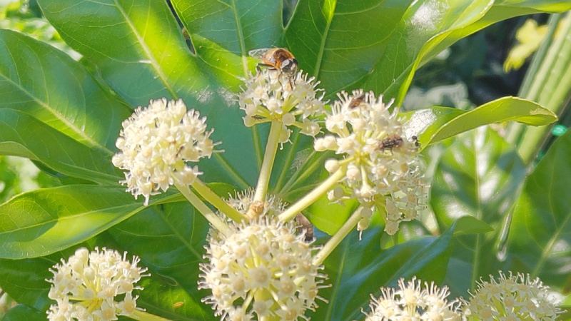 ヤツデのナミハナアブ 横浜市旭区中沢町
