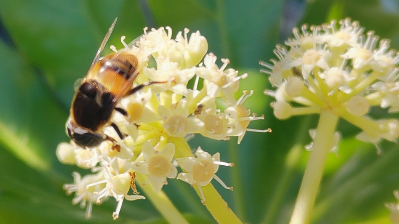 ヤツデのナミハナアブ 横浜市旭区中沢町