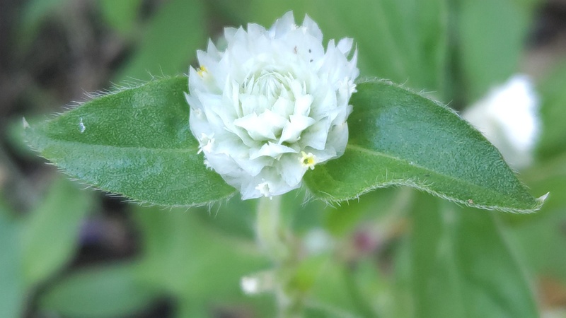 センニチコウの花 川崎市幸区さいわいふるさと公園