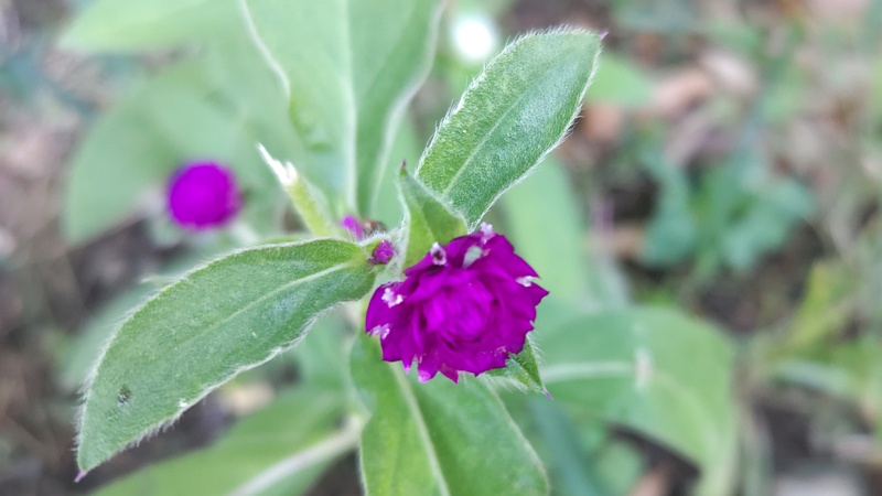 センニチコウの花 川崎市幸区さいわいふるさと公園
