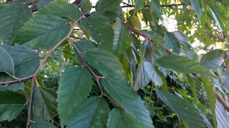 ケヤキ 川崎市幸区さいわいふるさと公園
