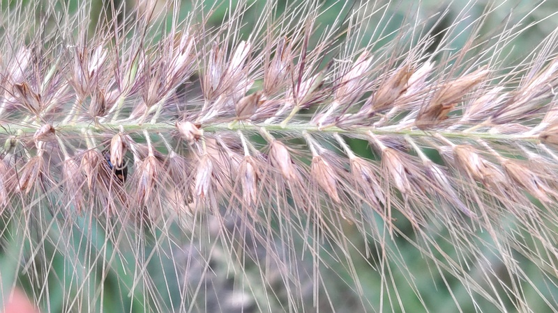 チカラシバの果実 川崎市幸区さいわいふるさと公園