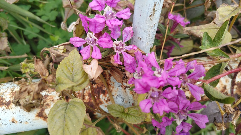 ヒメハナヤナギの花 横浜市旭区希望が丘ふれあいの森公園