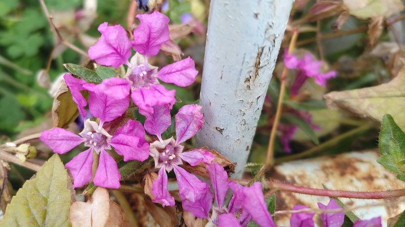 ヒメハナヤナギの花 横浜市旭区希望が丘ふれあいの森公園