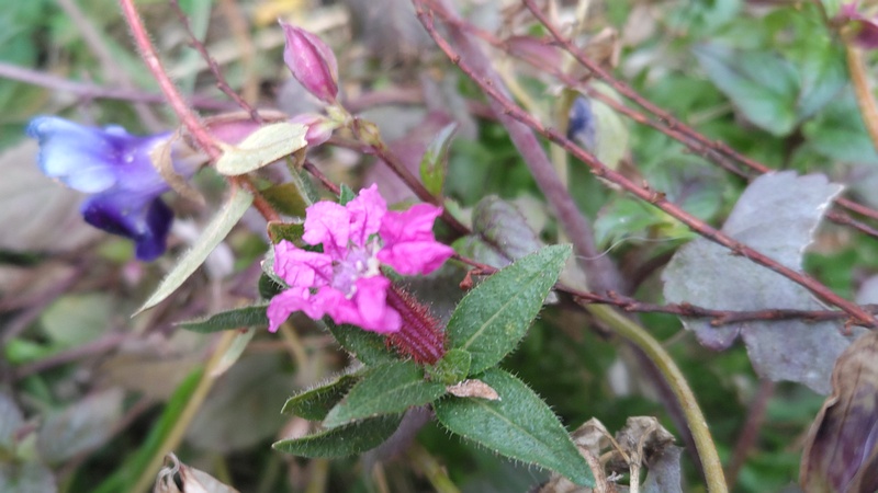 ヒメハナヤナギの花 横浜市旭区希望が丘ふれあいの森公園
