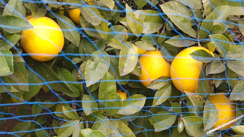 レモンの果実 横浜市旭区希望が丘水の森公園