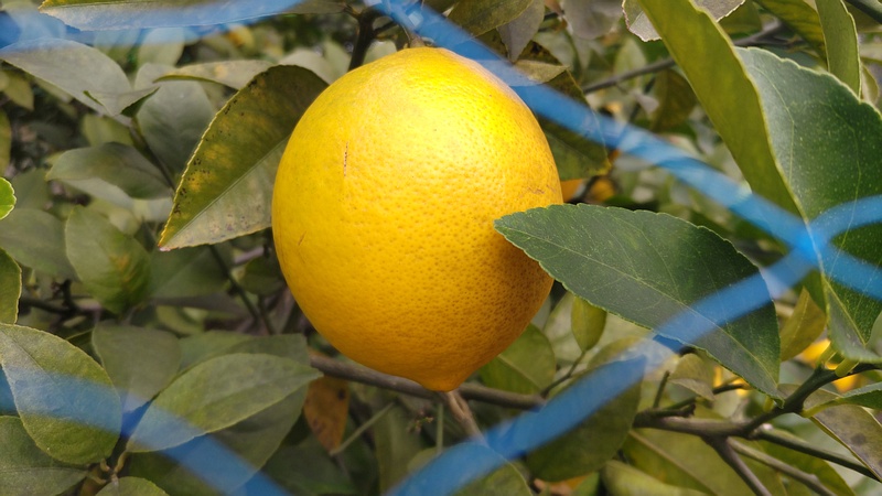 レモンの果実 横浜市旭区希望が丘水の森公園