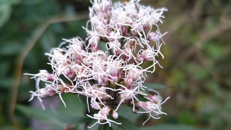 フジバカマの花 横浜市旭区希望が丘水の森公園