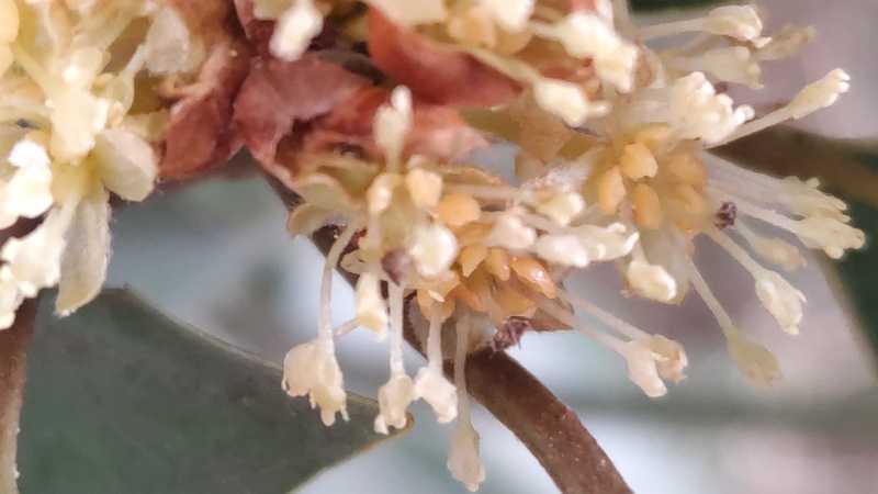 シロダモの雄花 横浜市瀬谷区長屋門公園