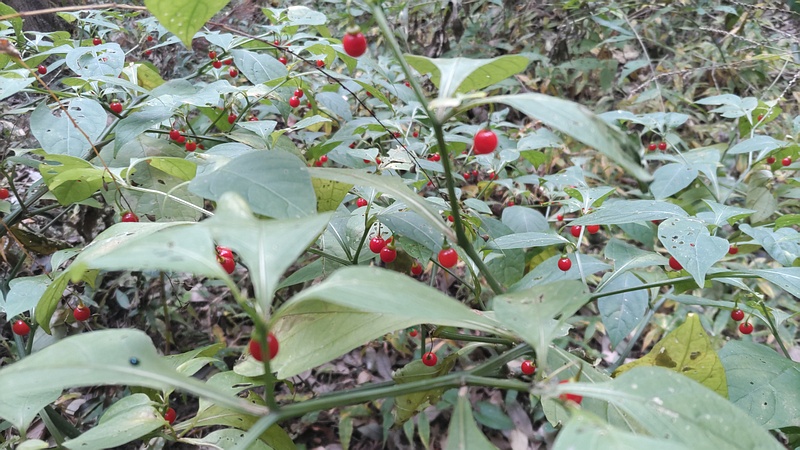 ハダカホオズキの果実 横浜市瀬谷区長屋門公園