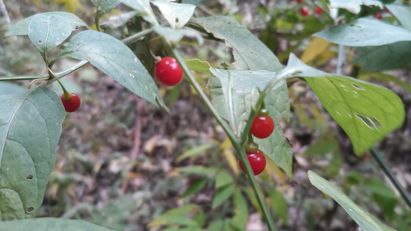 ハダカホオズキの果実 横浜市瀬谷区長屋門公園