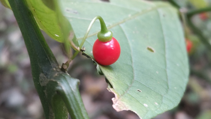 ハダカホオズキの果実 横浜市瀬谷区長屋門公園
